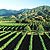 Bubbly Grape Wine Tours