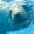 Seal Swim Kaikoura