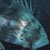A to Z Diving