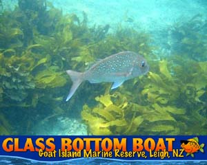 goat island nz