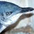 Oamaru Blue Penguin Colony