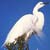 White Heron Sanctuary Tours