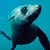 Abel Tasman Seal Swim