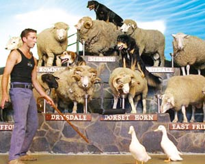 agrodome sheep show amp  farm