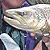 Dennis Ward Trout Fishing