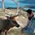 Deer Park Safari
