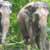Auckland Zoo