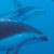 Dolphin Encounter