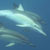 Whale Island Tours