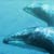 Swimming with Dolphins Akaroa