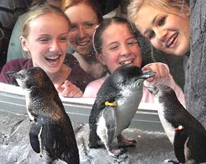 antarctic centre