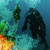 Dive Milford Sound
