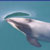 Dolphin Watch Ecotours