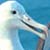 Royal Albatross Centre