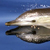 Dolphin Seafaris