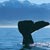 Whale Watch - Kaikoura