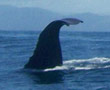 Why We Love Kaikoura