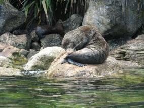 Abel Tasman Seal