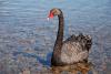 Black Swan at Lake Rotoiti