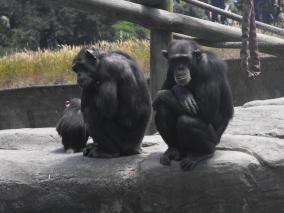 Chimps Chilling Out
