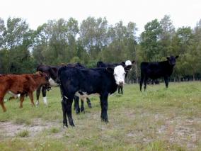 Curious Calves