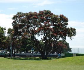 Devonport Pohutukawa