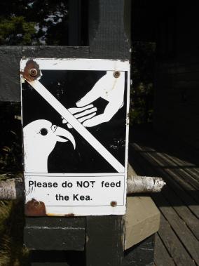 Please do NOT feed the kea