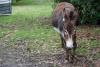 Donkey at Kaikoura Farm Park