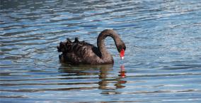 Elegant Black Swan