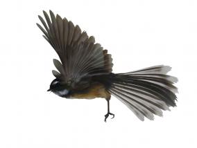 Fantail at KiwiWise