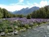 Flowers in Fiordland NP