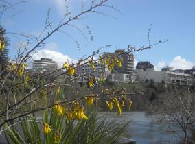 Hamilton CBD from across the River & Kowhai