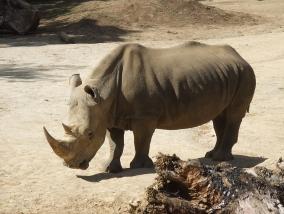 Hamilton Zoo - Rhino