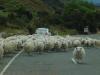 New Zealand Traffic Jam