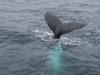 humpback whale diving deep