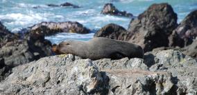 Kaikoura Sleeping Seal