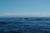 Kaikoura Sperm Whale