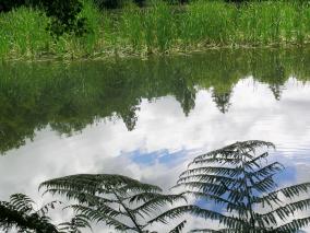 Native Ferns Near the Lake