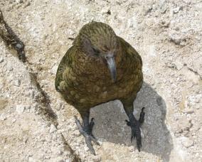 Looking Down on Kea