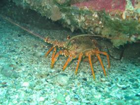 Milford Sound Crayfish