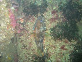 Fish in Milford Sound