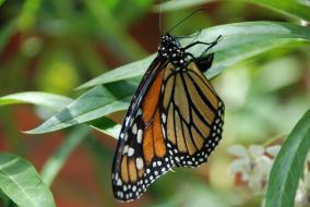 Monarch Butterfly 3