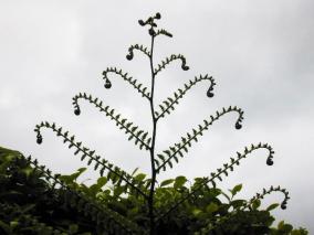 Native fern