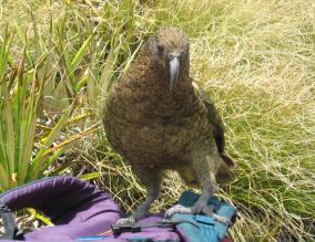 Naughty Kea