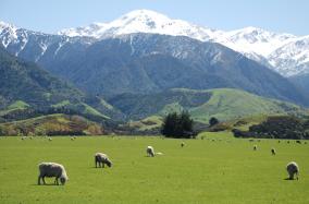 New Zealand Sheep Farm