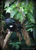 New Zealand's well known Tui