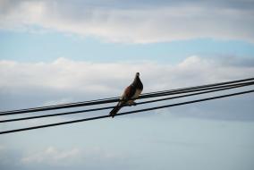 New Zealand Wood Pigeon