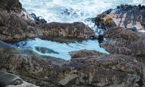 Ohau Point Seal Pups