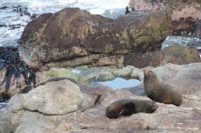 Ohau Point Seals