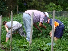 Pea Picking